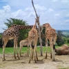 Africam Zafari - 2 thumb